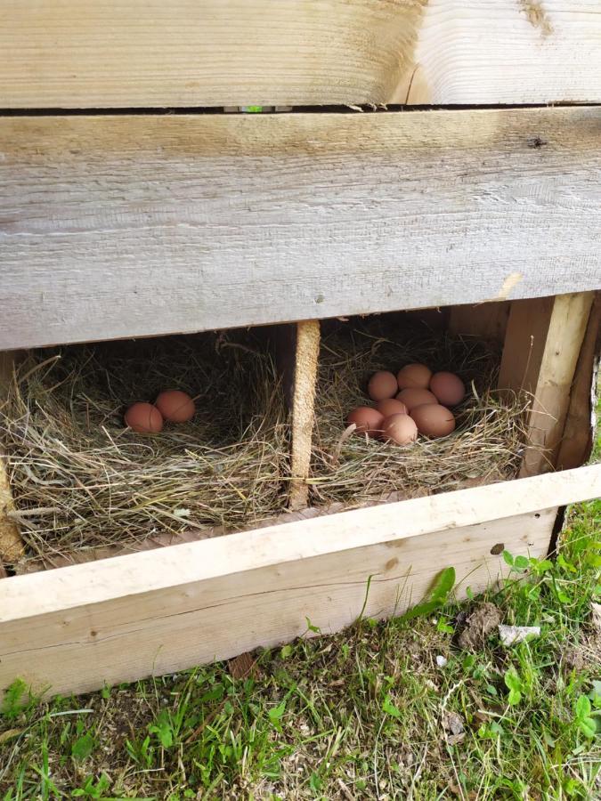 Tourist Farm Strle With Great Local Food Villa Церкница Екстериор снимка