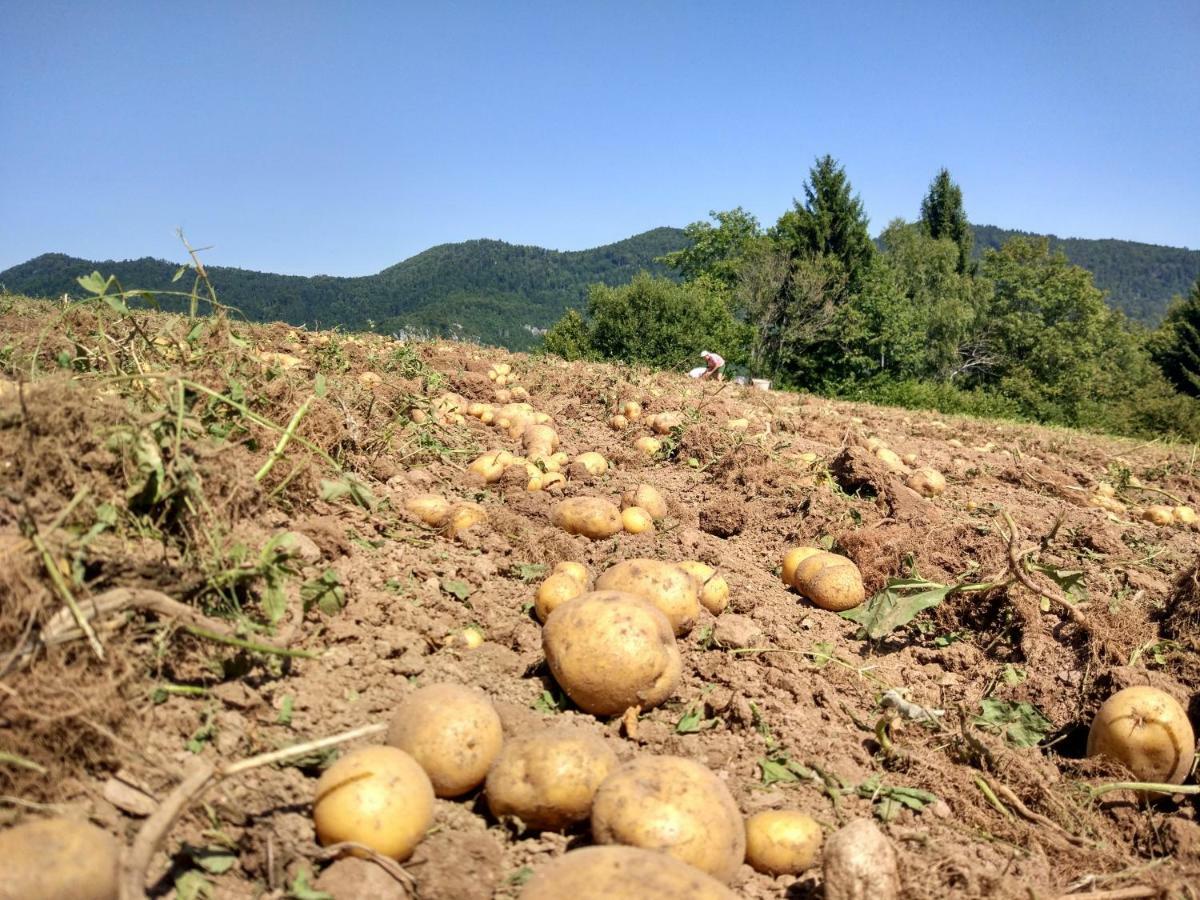 Tourist Farm Strle With Great Local Food Villa Церкница Екстериор снимка